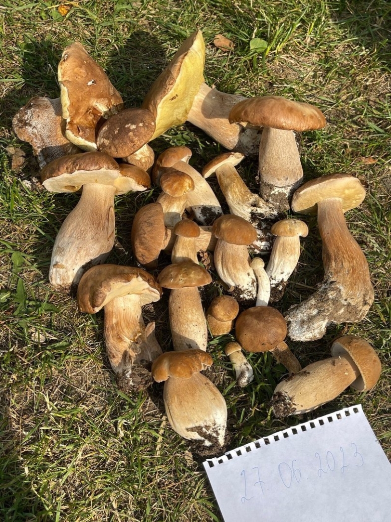 Фото грибов колосовиков