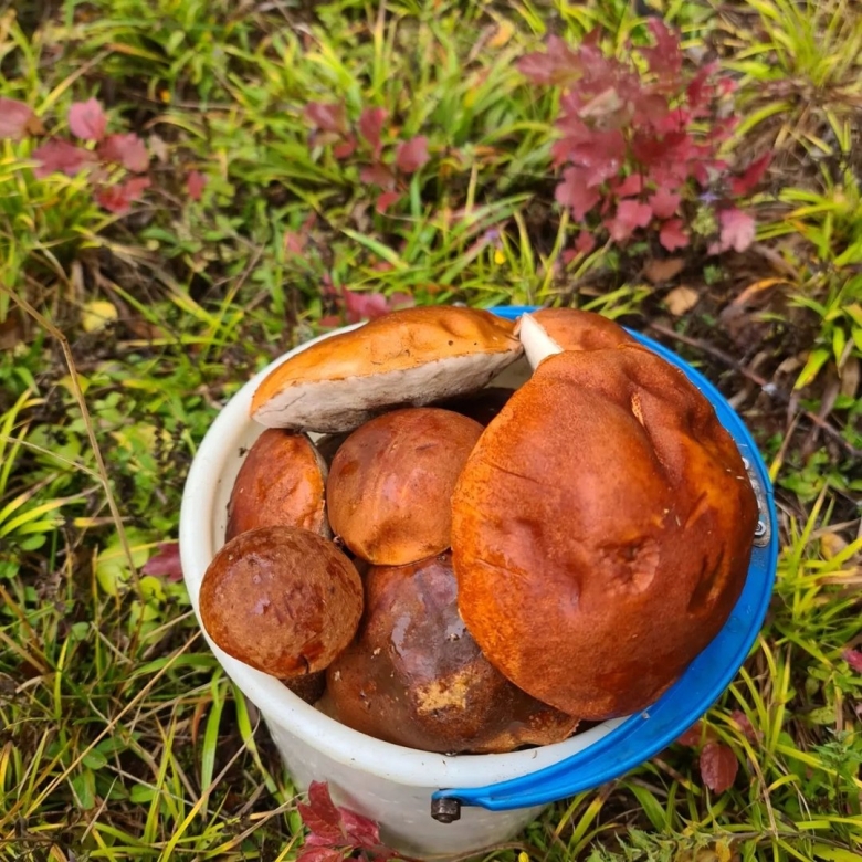 Благородные грибы