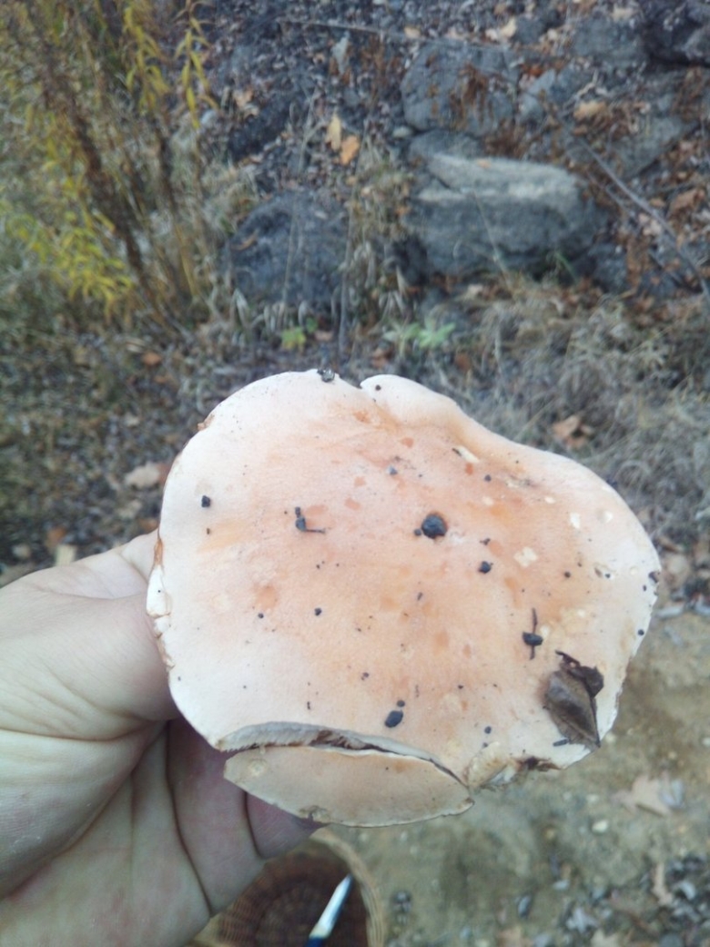 Hebeloma sinapizans гриб