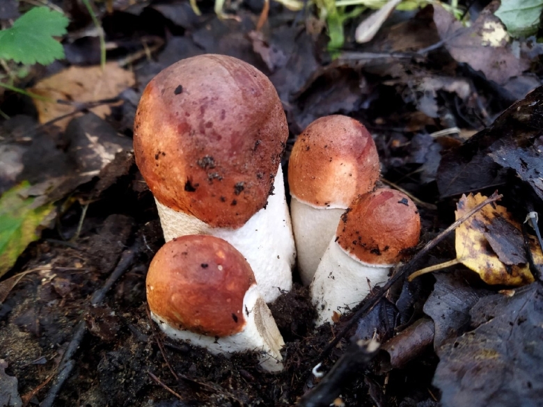 Сентябрь лес грибы