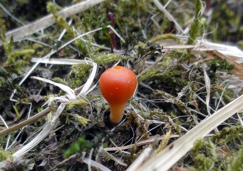 Гриб микростома