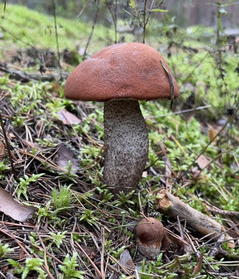 Гриб счастья