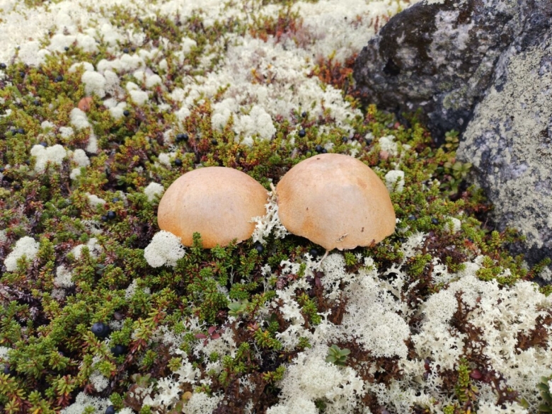 Грибы Мурманской области