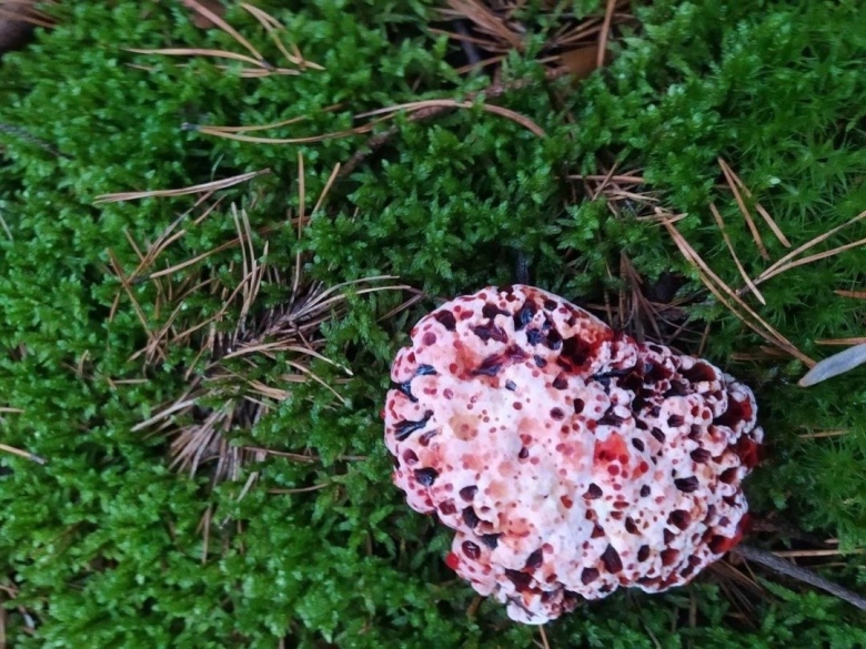 Гриб кровавый зуб