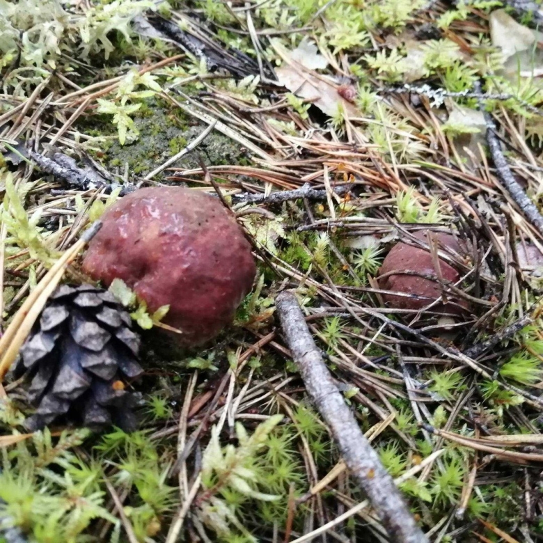 Съедобные грибы Мурманской области