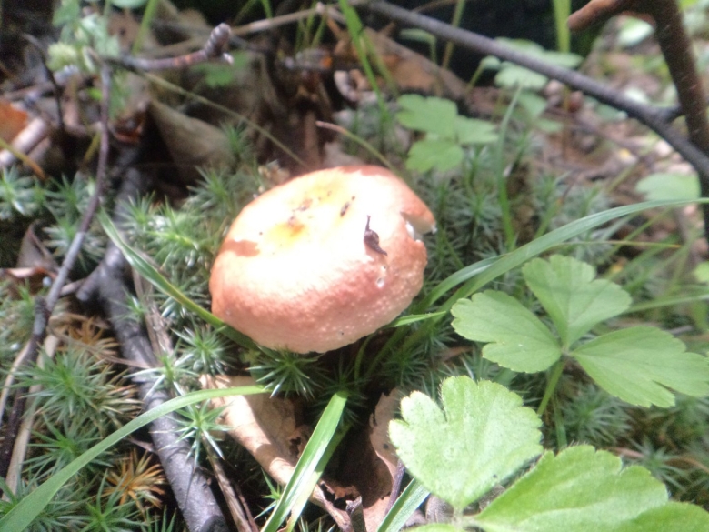 Съедобные грибы Амурской области