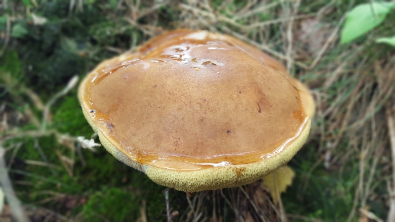 Моховик гриб