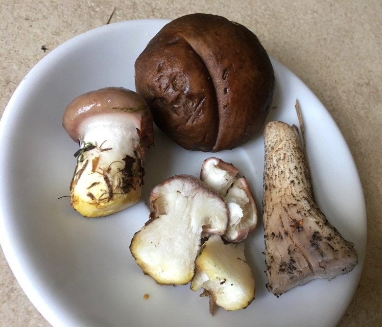 Червивые грибы