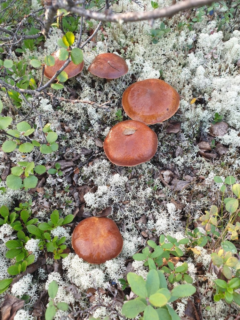 Съедобные маслята Ямала