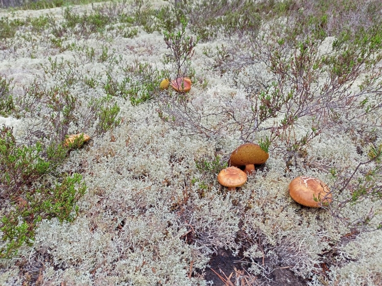 Грибы Сыктывкар