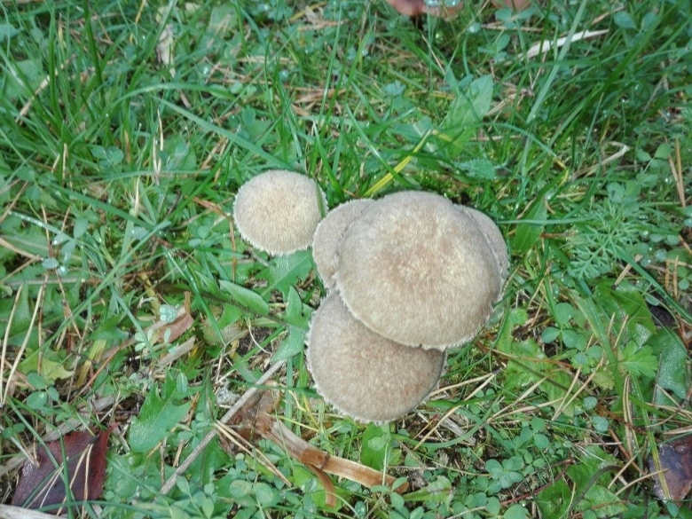 Псатирелла бархатистая съедобность