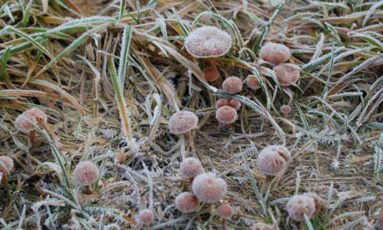 Травник грибов