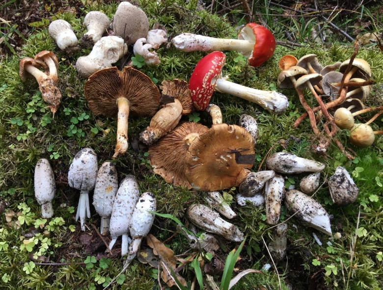 Грибы в ленинградской области