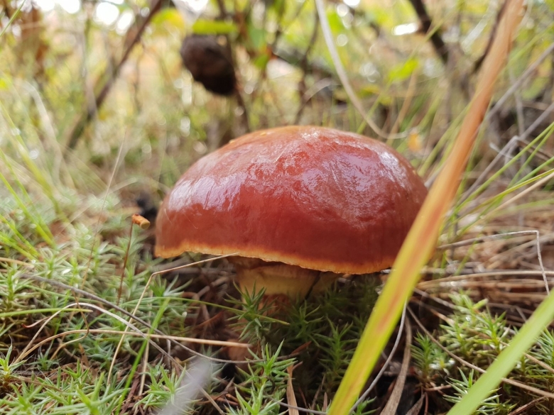 Подосиновики на Ямале