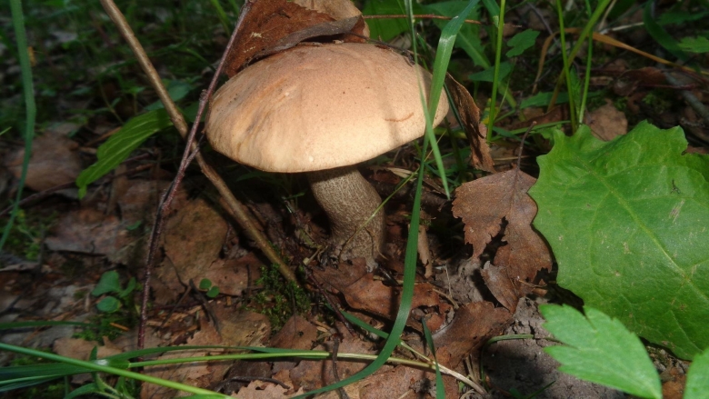 Колосовики грибы фото