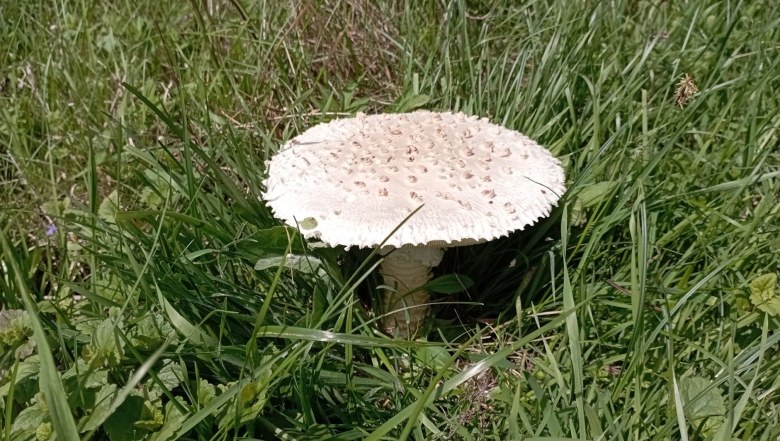 Гриб зонтик чешуйчатый