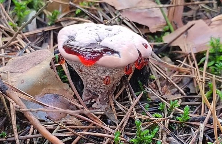 Гиднеллум ПЕКА несъедобные грибы