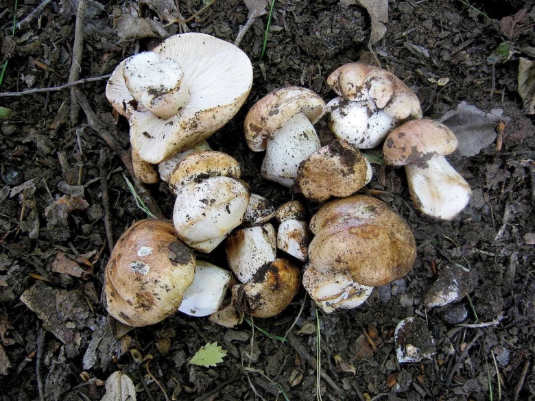 Рядовка Тополевая Tricholoma populinum