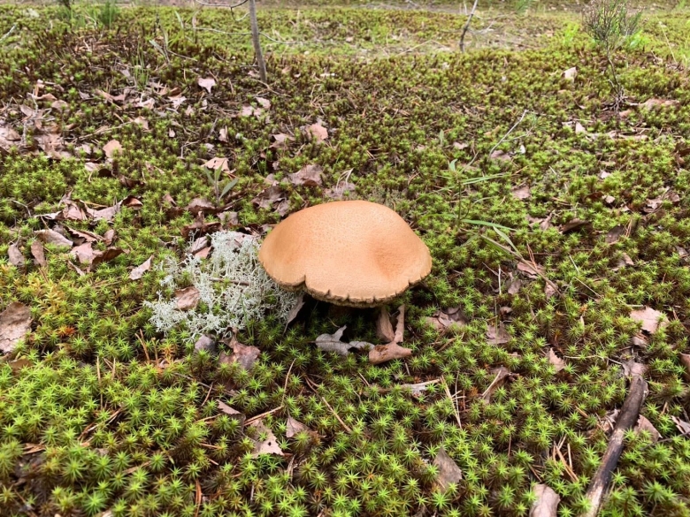 Каштановый гриб