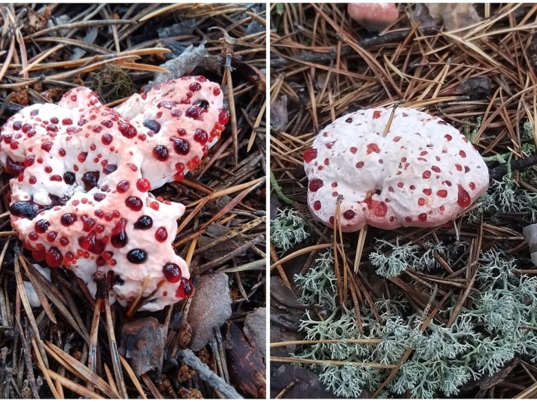 Необычные грибы