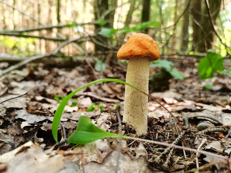 Грибы выделяют ГАЗ