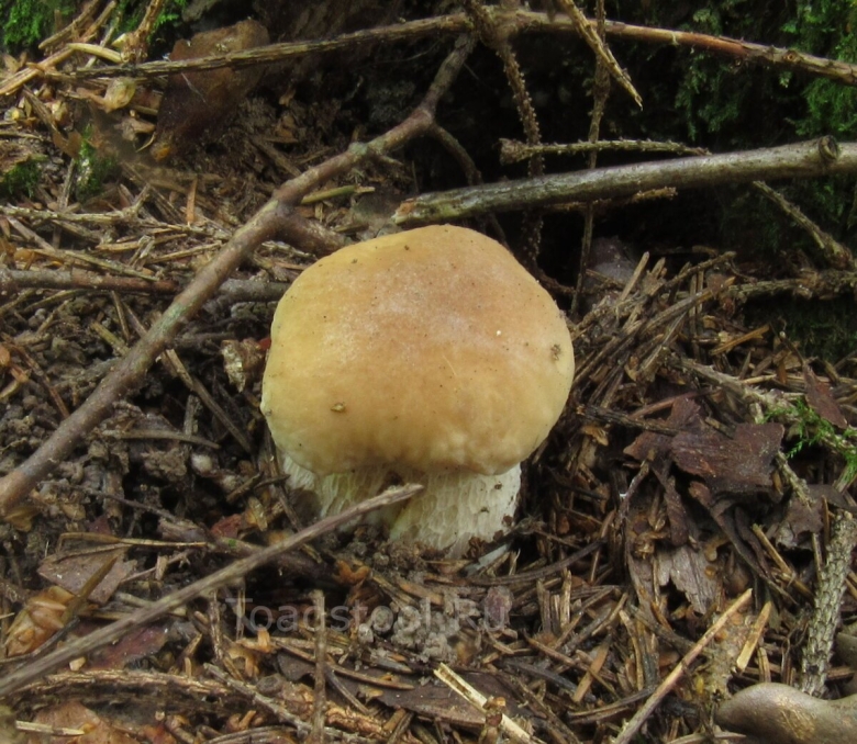 Белый гриб берёзовый boletus betulicola