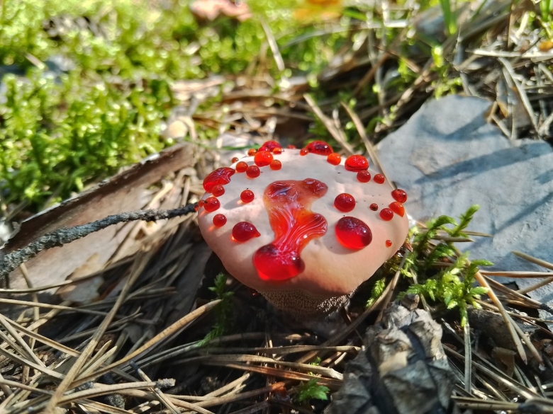 Гриб кровавый зуб
