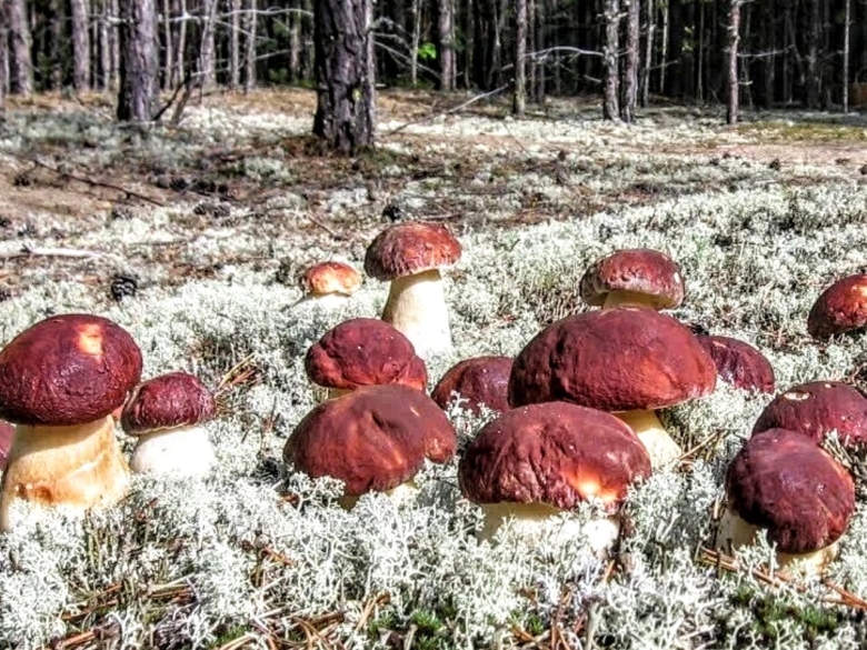 Боровой белый гриб