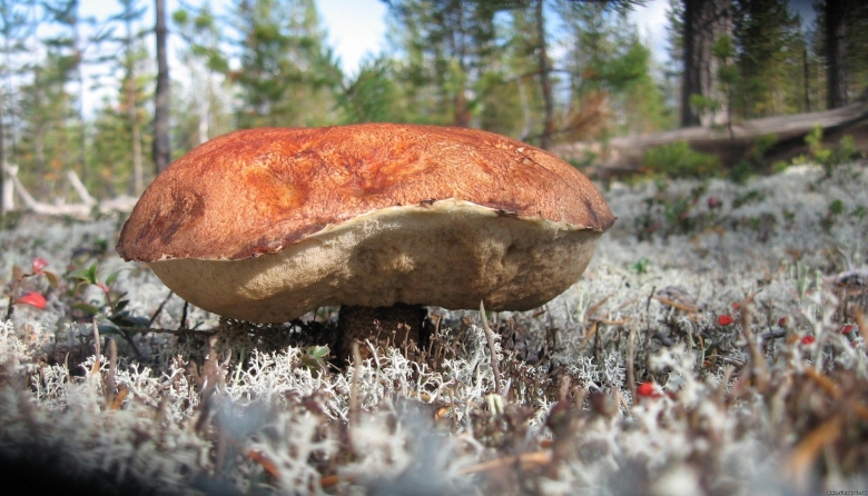 Грибы Ямала