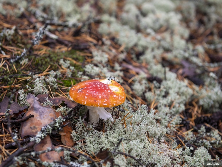 Мухоморы фото красивые