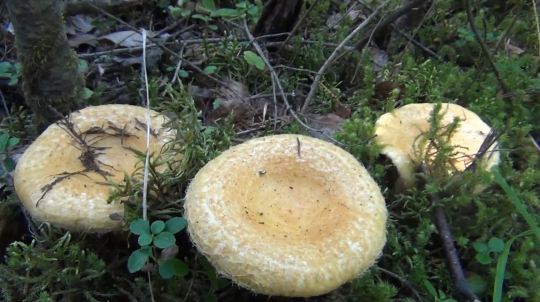 Гриб зональный млечник