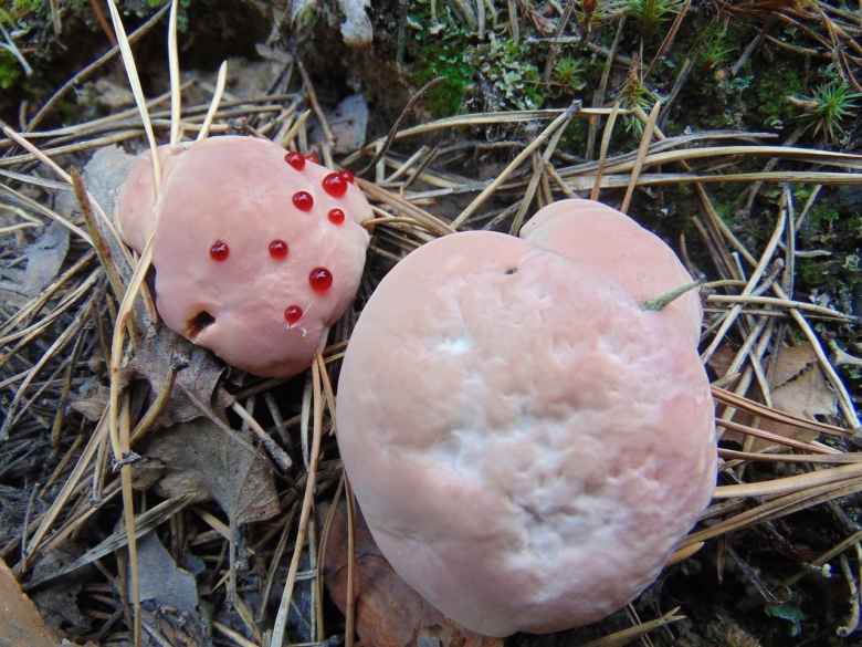 Ядовитые грибы Омской области