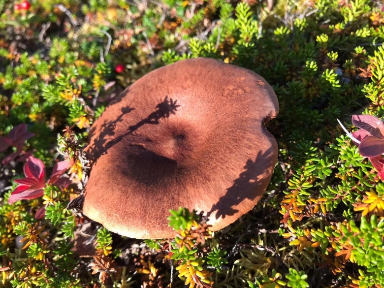 Гриб млечник горькушка