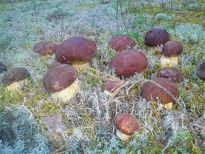 Грибы на Командорских островах