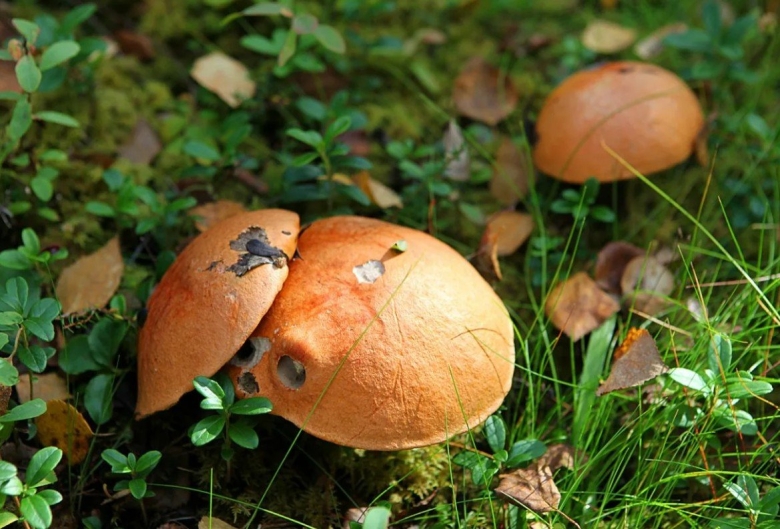 Грибы Кольского полуострова