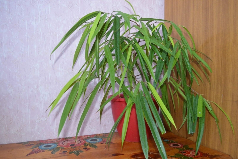Фикус с тонкими длинными листьями