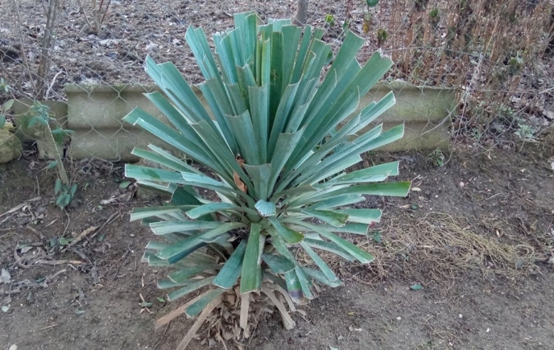 Юкка нитчатая