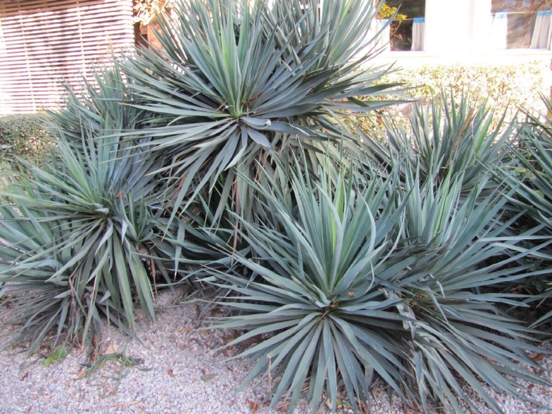 Юкка вечнозеленое растение