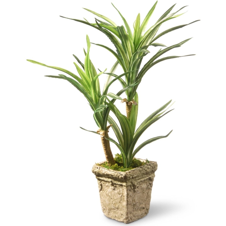 Юкка фикус Драцена