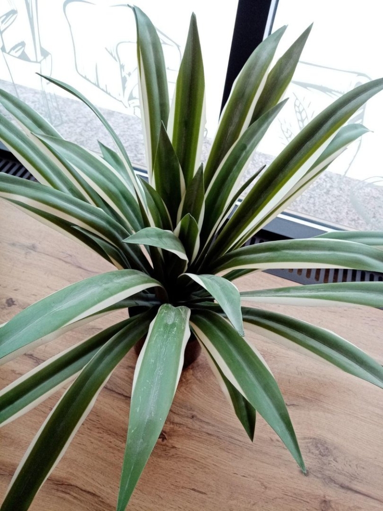 Растение похожее на юкку