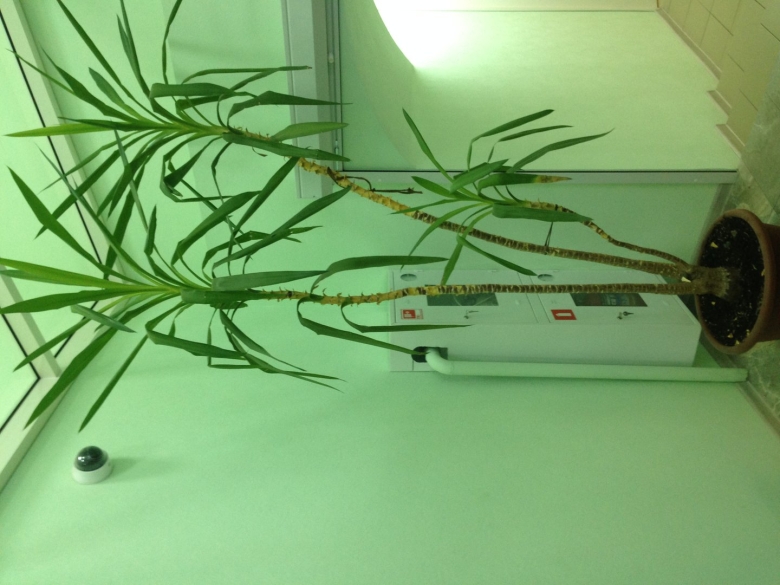 Пальма Юкка тонкий ствол