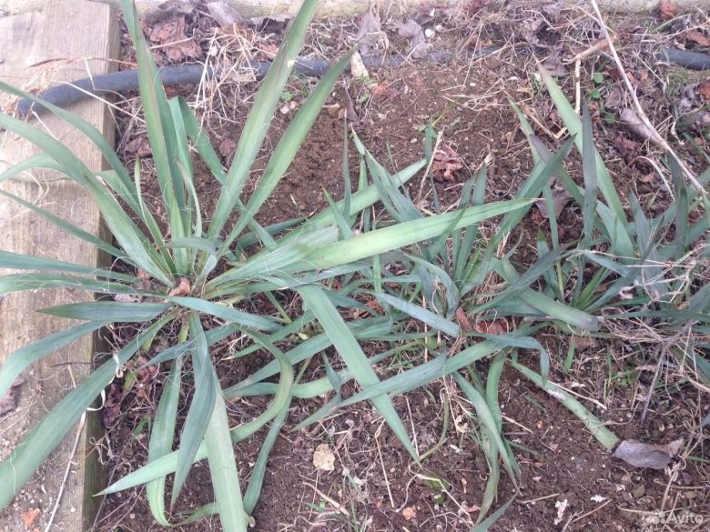 Садовая юкка