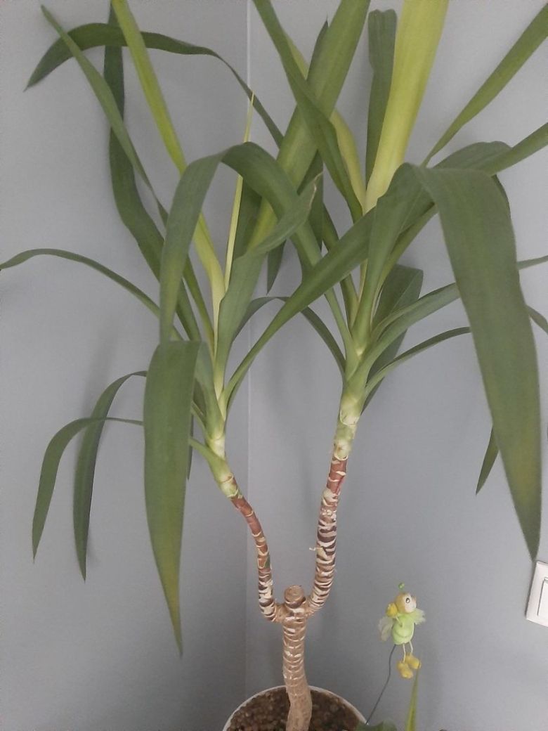 Плетение из листьев Юкки