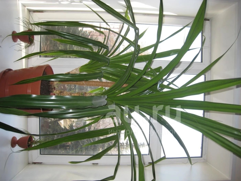 Панданус Сандера винтовая Пальма