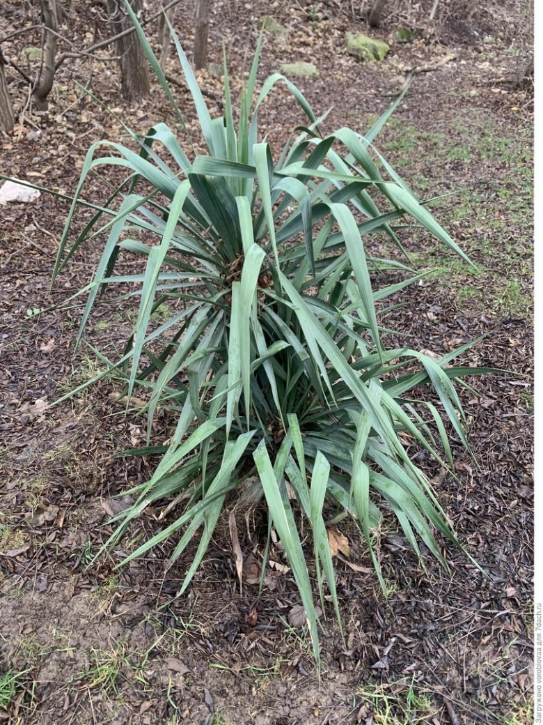 Юкка нитчатая