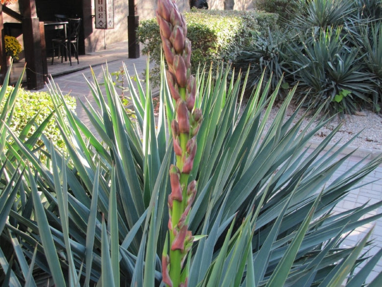 Растение похожее на юкку