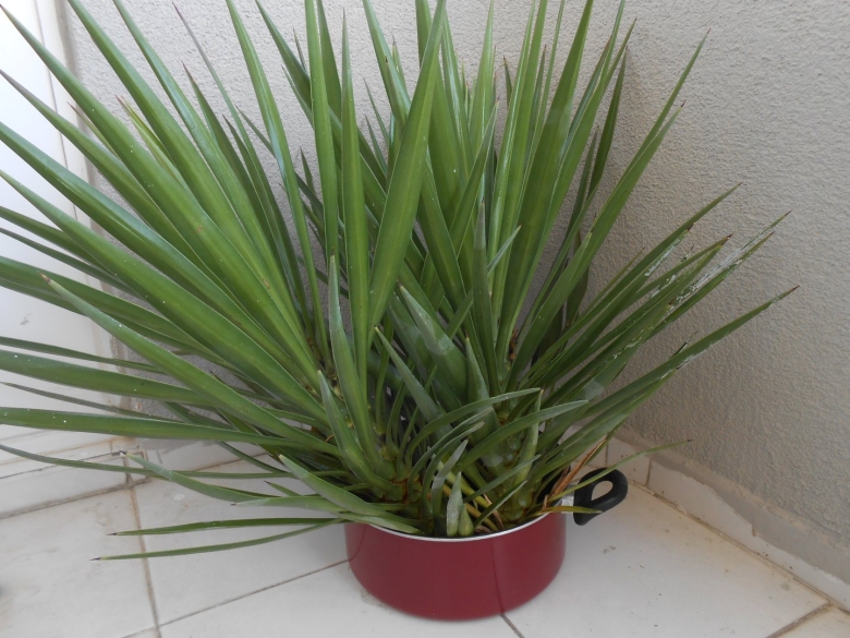 Растение похожее на юкку