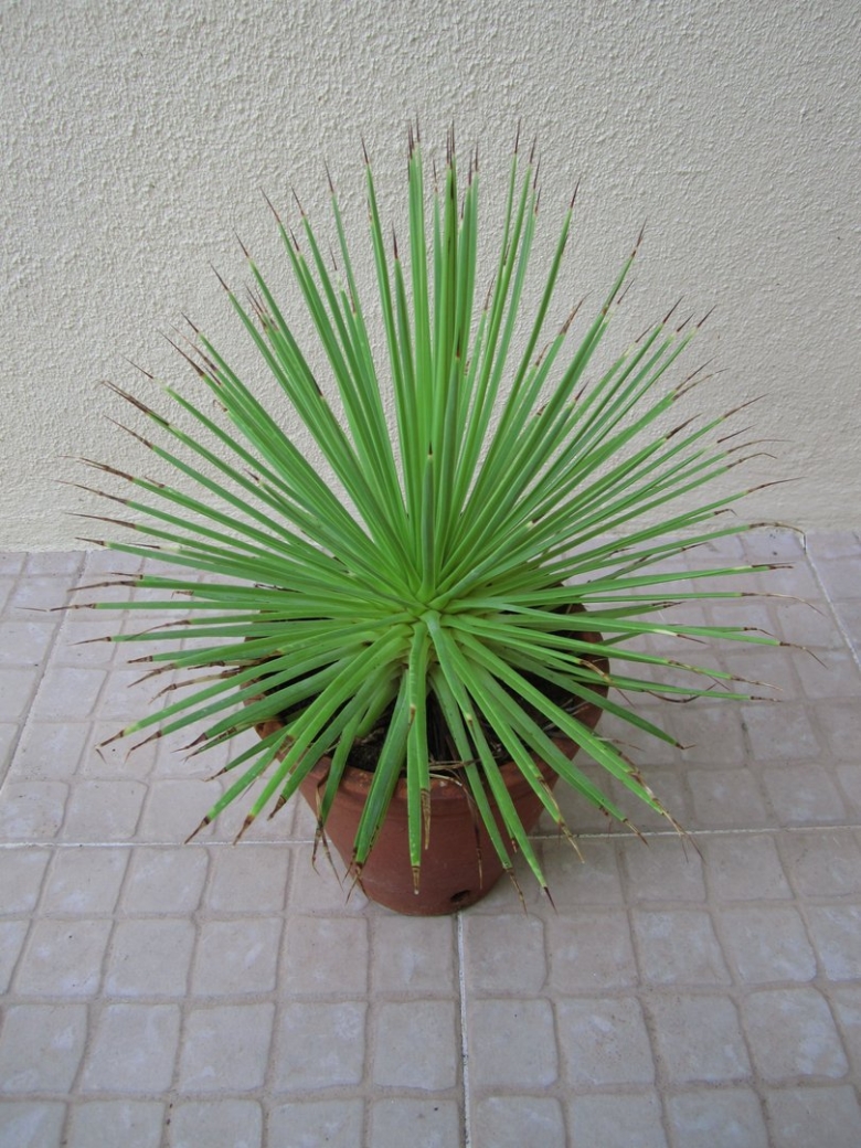 Агава Нана цветок