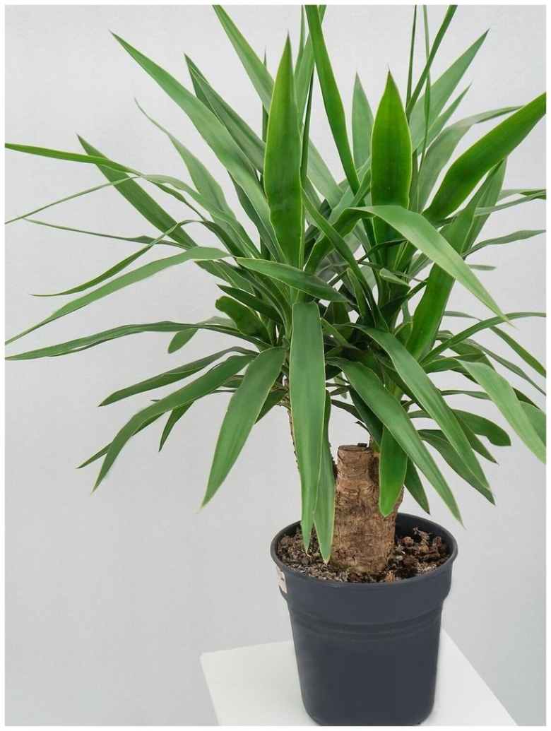 Юкка комнатное растение