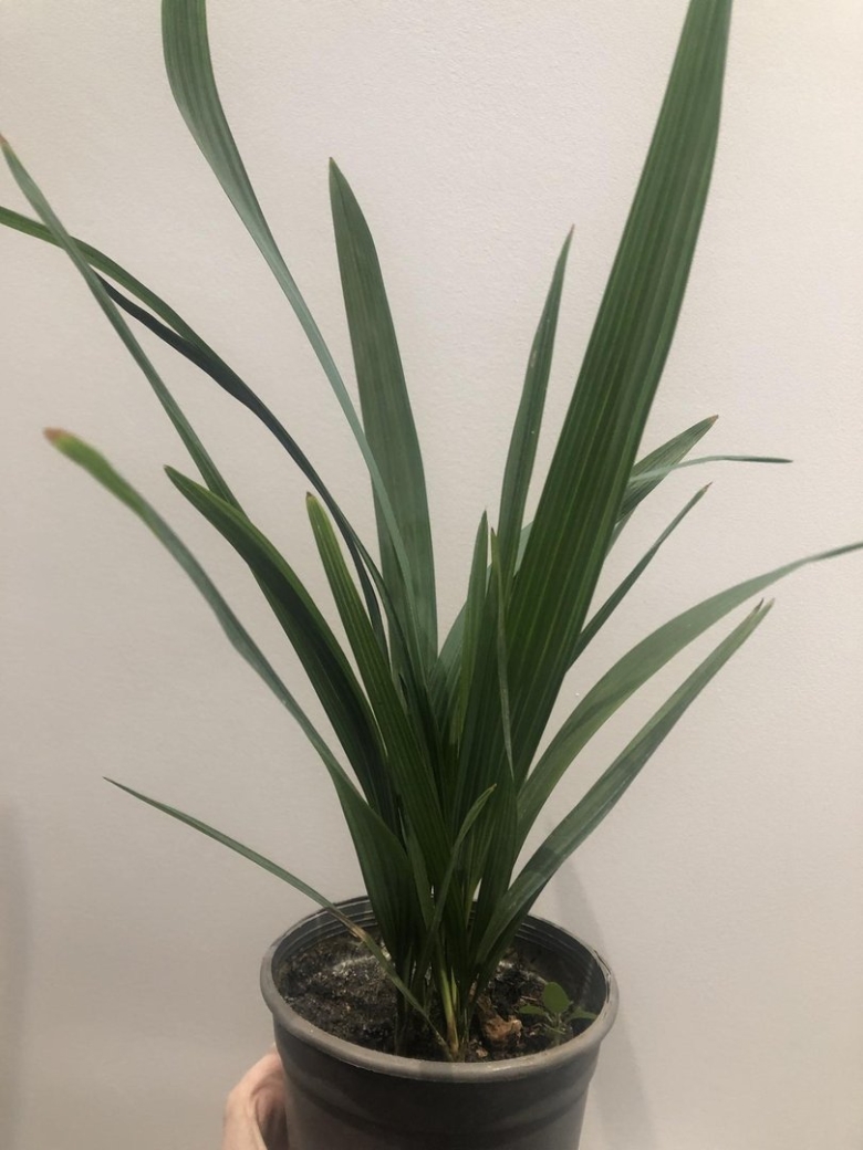 Куркулиго комнатный цветок